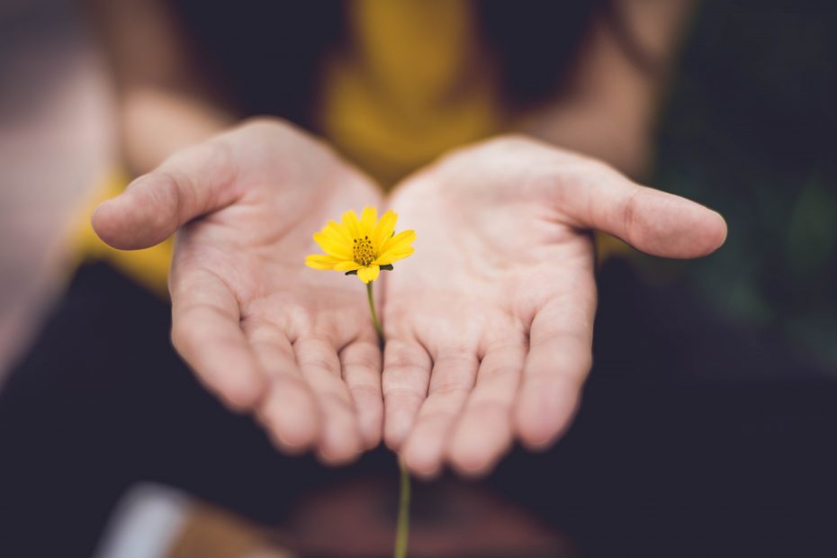 Someone is holding a flower in-between their hands.