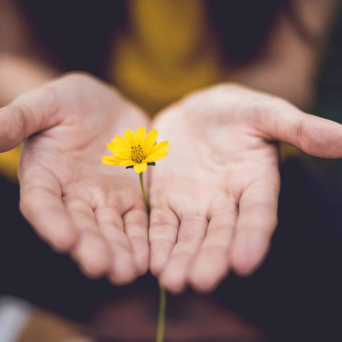 Someone is holding a flower in-between their hands.