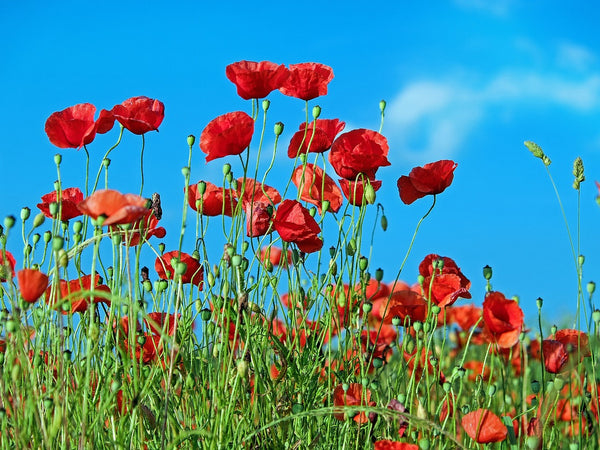 A collection of red poppies in a field