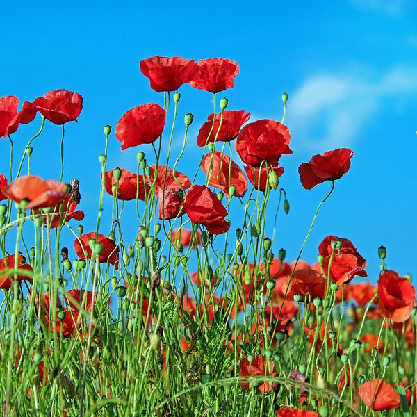 A collection of red poppies in a field