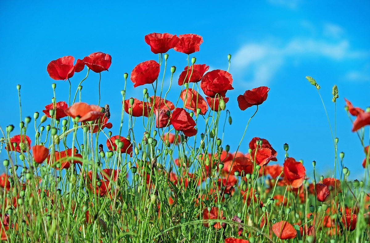 A collection of red poppies in a field