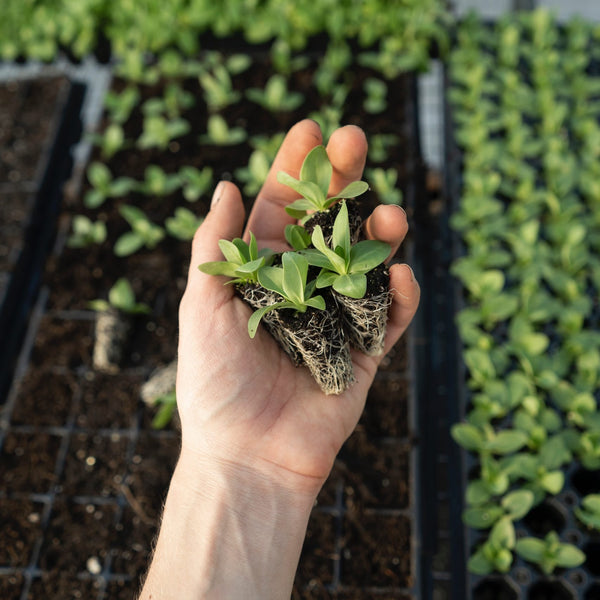 5 Easy Tips For Your Perfect Spring Garden