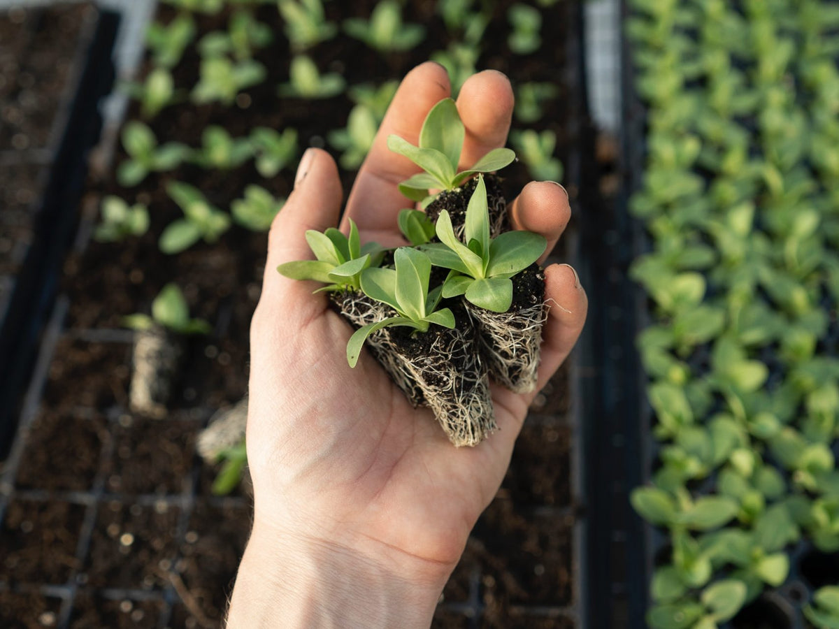 5 Easy Tips For Your Perfect Spring Garden